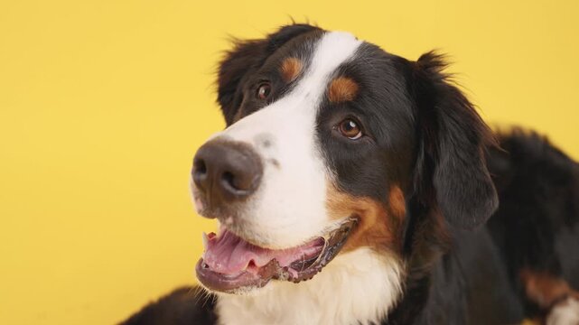 Friendly bernese mountain dog giving a playful wink against vibrant yellow studio background, showcasing adorable canine personality with charming eye contact