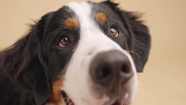 Adorable bernese mountain dog gazes upwards with endearing hope, showcasing its tri-color coat against a warm beige backdrop