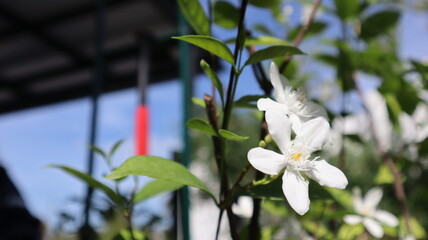 White five petaled flowers with yellow centers blooming on slender stems, highlighting botanical elegance