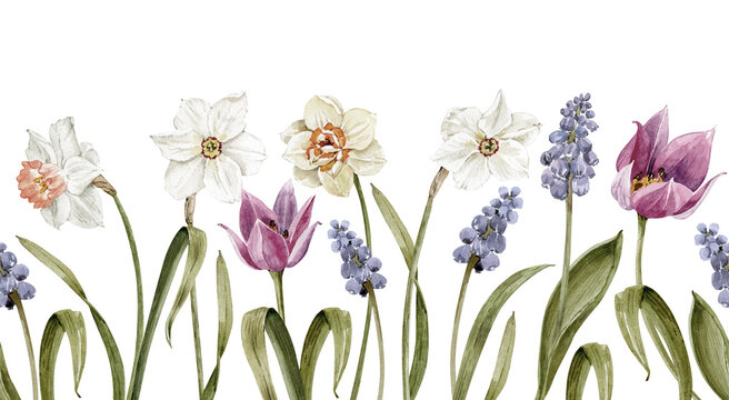 Seamless pattern of spring flowers including daffodils, tulips and muscari, suitable for Easter, greeting cards. Watercolor illustration