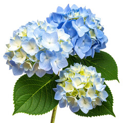 Close-up of vibrant blue, yellow, and white hydrangea blossoms with large green leaves