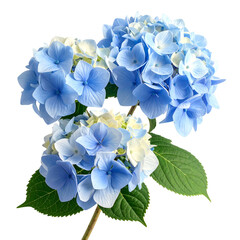 Close-up of vibrant blue hydrangea blooms, with green leaves and a dark background