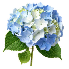 Close-up of a blue and white hydrangea flower with green leaves and stem against black