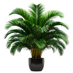 Lush, vibrant green potted palm, symmetrical with gold stems, against a black background