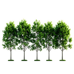 A row of lush green trees with full foliage against a black background