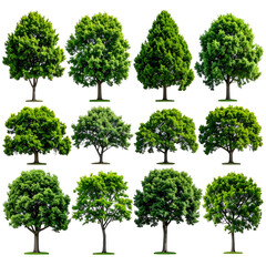 Twelve isolated vibrant deciduous trees on a transparent background, varying shapes & foliage