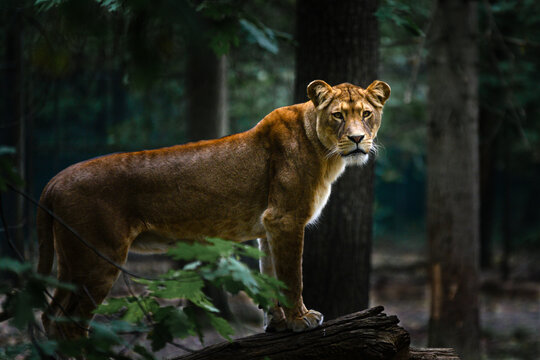Lion in the zoo.