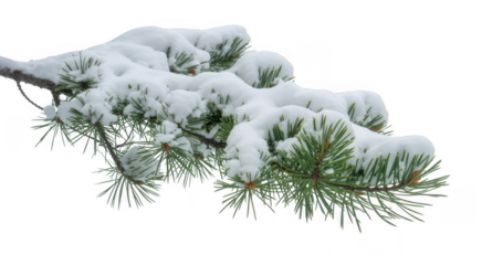Snow covered pine tree branch winter isolated on a transparent background