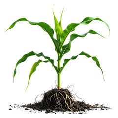 Green corn plant with detailed leaves and roots, isolated against a solid black background