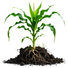Vibrant, detailed image of a young corn plant with roots in soil, isolated on black