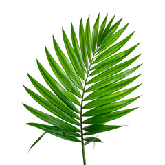 Lush green palm frond against black backdrop, detailed texture and vein structure