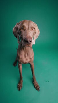 High-angle studio portrait of a purebred weimaraner dog sitting and looking intently at the camera against a solid green background. Vertical