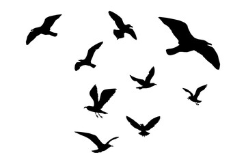 Fototapeta premium Flock of Seagulls Silhouette PNG – Flying Seabirds Isolated on Transparent Background