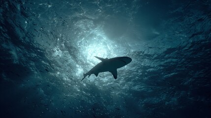 Obraz premium Exploring bull sharks in clear waters underwater adventure ocean photography marine life