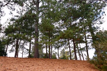 Pine trees and bed of brown needles in forest