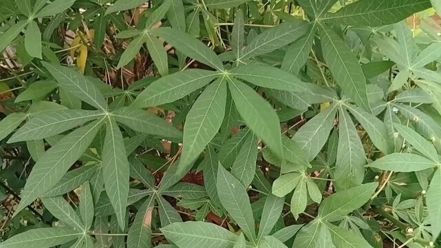 Lush green Cassava (Manihot esculenta) leaves featuring a distinct palmate shape. This high-quality footage captures the dense foliage of this vital tropical root crop in a natural garden setting.