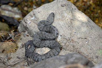 Milos viper // Milosotter, Kykladenotter (Macrovipera schweizeri / Macrovipera lebetinus schweizeri) - Milos island, Cyclades, Greece