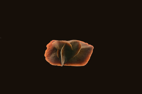 Sandrose