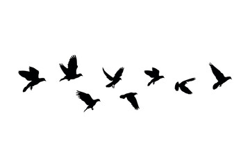 Soaring Urban Pigeon Flock in Minimal Black Silhouette