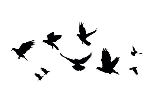 Flying Pigeon Flock Silhouette Isolated on White Background vector illustration