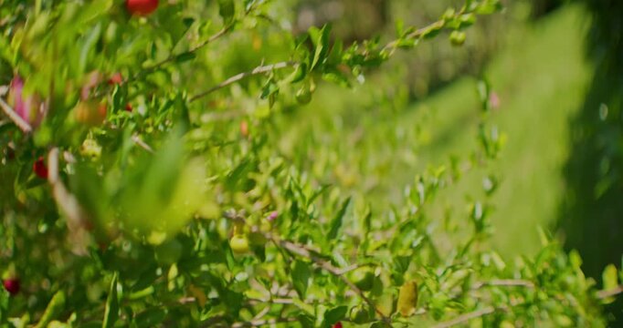 Hand Harvesting Ripe Red Acerola Cherry on Tree