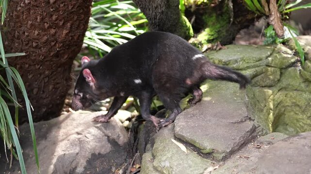 Tasmanian Devil (Sarcophilus harrisii) showing teeth and then scampers off into the forest. Slow motion, 25 percent natural speed.