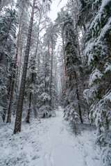 Snowy winter forest with tall pine trees covered in fresh snow, narrow footpath leading into the distance under overcast sky, serene cold landscape, untouched nature, peaceful seasonal scenery