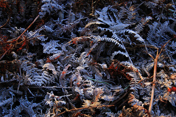 Frost Covered Fern Leaves