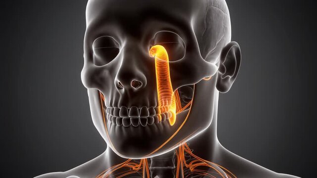 3D Animation of Human Vomeronasal Organ and Pheromone Signaling