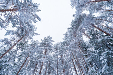 Snow covered pine trees in a winter forest, view from below towards bright overcast sky, frosty branches forming natural frame, cold serene atmosphere, peaceful seasonal woodland landscape in soft