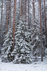 Snow covered evergreen trees and tall pines in a quiet winter forest, branches heavy with fresh white snow, natural woodland landscape in cold frosty weather, tranquil outdoor scenery with soft light