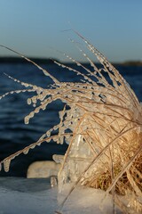 Frozen coastal grass covered with clear icicles at sunset, closeup winter nature detail by the water with blue sky and soft golden light highlighting the fragile ice formations and dried vegetation.