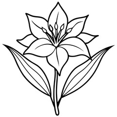 bessera elegans purple line art on white