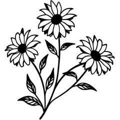 black eyed susans flower vector isolated