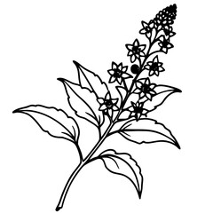 buddleja-x-weyeriana line art flower with a branch