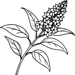 buddleja x weyeriana line art vector on white background