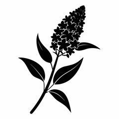 buddleja x weyeriana silhouette flower