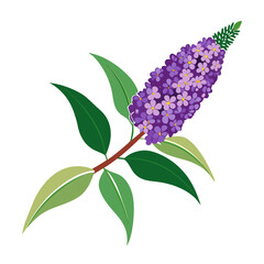  buddleja x weyeriana flower