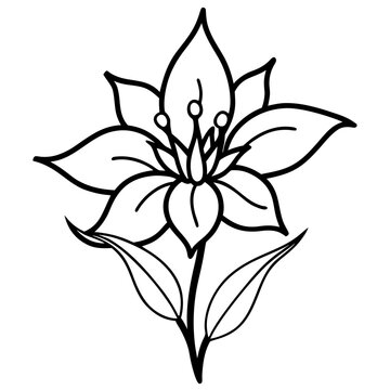 brodiaea bulb line art on white background