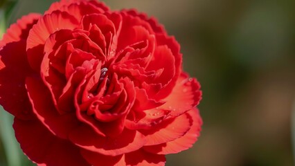 Vibrant Red Carnation Bloom Closeup in Natural Light. Generative AI. 