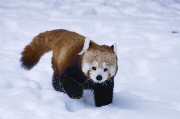 Ailurus fulgens (Red panda) in the snow