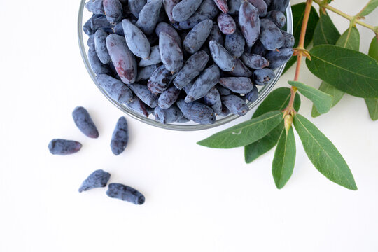 Edible honeysuckle berries (lonicera caerulea) in glass bowl with leaves on white background