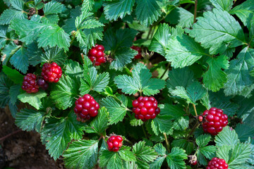 Wild Arctic raspberry (Rubus arcticus) with bright red, ripe berries growing close to the ground among dense green leaves. 