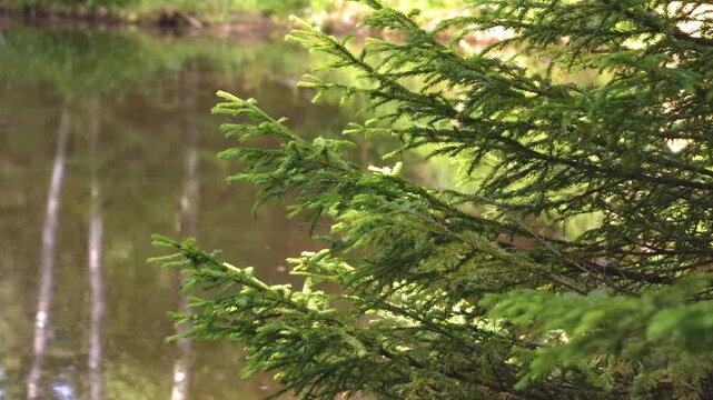 Close-up footage of vibrant, fresh green spruce tree branches overhanging the calm water of a forest lake, with soft reflections in the background. Captures the peaceful, untouched nature and rich tex