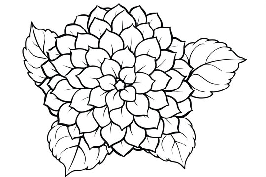hydrangea silhouette line art vector illustration with a white background