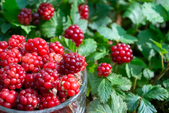 Fresh arctic raspberry (Rubus arcticus) harvested in the garden