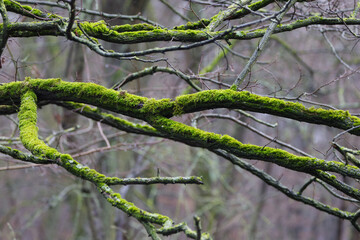 Thick branches covered in moss, branches turned green by moss growth, bark full of moss, thin bare branches, bryophytes, eerie atmosphere