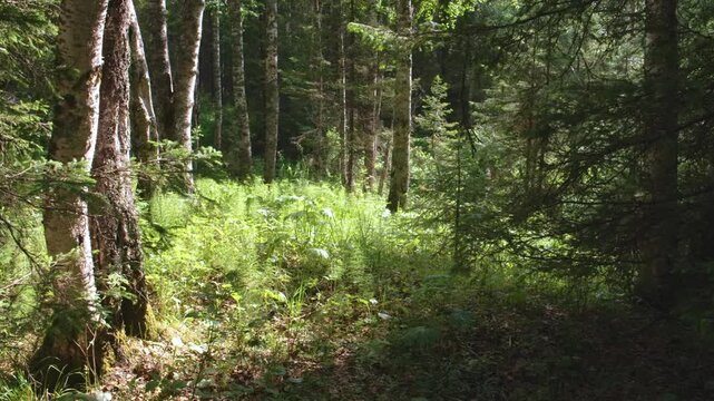 Footage captures a tranquil forest scene in the Southern Urals region of Russia. Sunlight filters through the canopy, illuminating a vibrant green undergrowth and the trunks of birch and coniferous tr