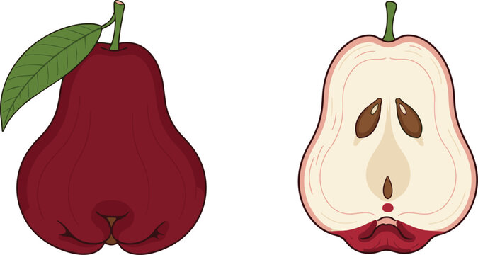 Fresh Rose Apple Illustration Set Showing Whole and Cut Fruit Views for Tropical Food Concepts, Healthy Nutrition Designs, Grocery Packaging, Recipes, and Fruit Graphics