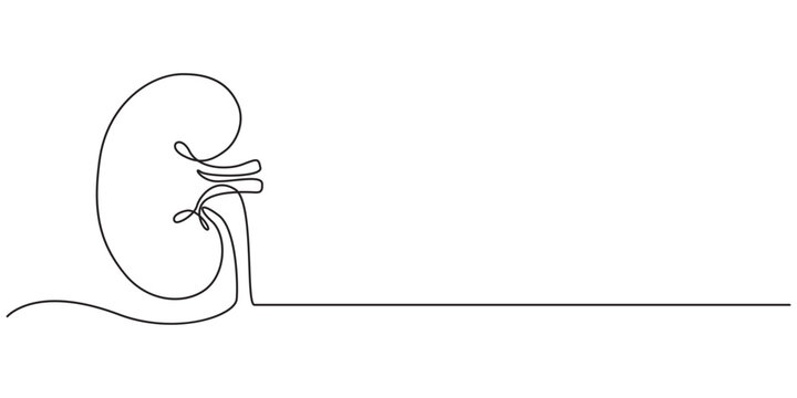 Continuous line drawing of the human organ kidney in one line with,  single line drawing of kidney. editable stroke.